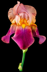 iris dark purple black background.