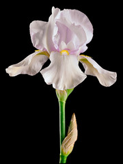 Naklejka na ściany i meble iris white-cream isolated on black
