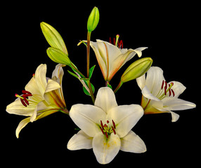 bouquet Lily white on black