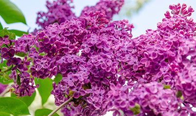 branch of lilac close-up