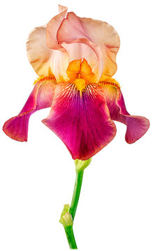 iris dark purple white background