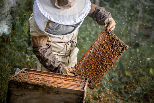 Apicultor sosteniendo marco con abejas 
