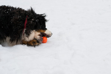 Close up portrait of bernese mountain dog with red collar and orange ball is liying on the snow in winter park. Concept of joyful time spending, healthy lifestyle friendship with copy space.