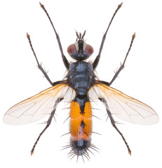 Cylindromyia brassicaria is a species of fly in the family Tachinidae. Tachinid fly isolated on white background.