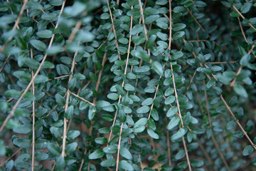 Close - up - leaves of a plant. Pelleya green. pellaea viridis