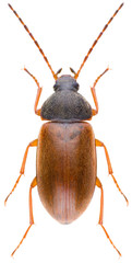 Isomira murina is a species of comb-clawed beetles belonging to the family Tenebrionidae subfamily Alleculinae. Dorsal view of isolated darkling beetle on white background.