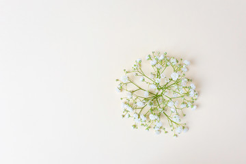 Small lush elegant white gypsophila flowers on a pastel background. The concept of spring, summer, women's day, Valentine's day, wedding, holiday, birthday. Macro photo for banners, cards, posters.