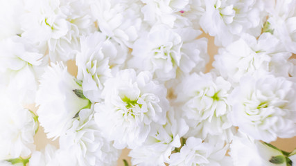 Naklejka na ściany i meble Small lush elegant white gypsophila flowers on a pastel background. The concept of spring, summer, women's day, Valentine's day, wedding, holiday, birthday. Macro photo for banners, cards, posters.
