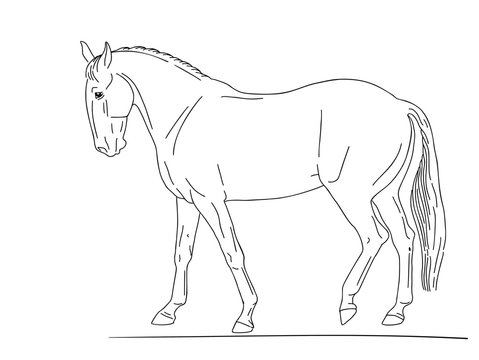 Horse breed lusitano side view