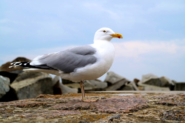 Möwe auf Mauer am Hafen