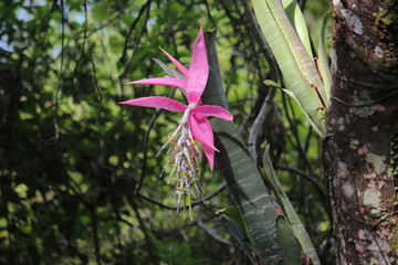 bromeliad flower