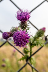 Thistle growing through a chain link fence