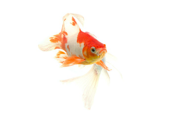 Fototapeta premium Koi fish isolated on white background