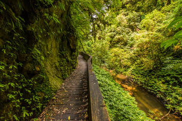 Fototapeta premium Remote footpath in the canyon of the river in Mangapohue natural bridge reserve