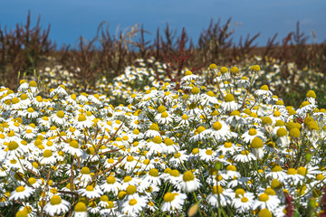 Field of daisies