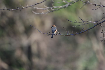 Bull-headed shrike has a habit of sticking bait into tree branches.