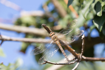 Southern hawker female