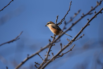 Bull-headed shrike has a habit of sticking bait into tree branches.