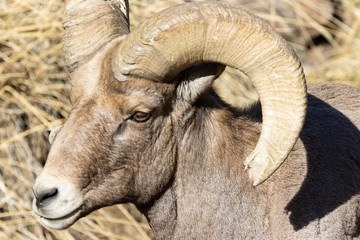 Bighorn Sheep in Waterton Canyon by the South Platte River