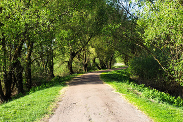Fototapeta premium A journey through the beautiful summer park