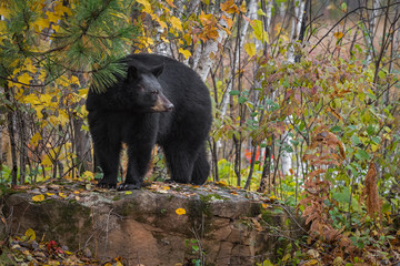 Fototapeta na wymiar Black Bear (Ursus americanus) Turns While Standing Atop Rock Autumn
