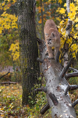 Cougar (Puma concolor) Walks Down Log Autumn