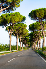 Obraz premium Scenic driving on new via Appia road S7 with high green mediterranean pine trees connected Rome, Latina and Terracina