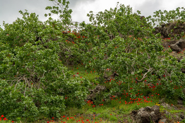 Cultivation of important ingredient of Italian cuisine, plantation of pistachio trees with ripening pistachio nuts near Bronte, located on slopes of Mount Etna volcano.