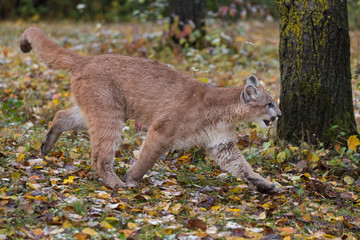 Cougar (Puma concolor) Runs Right Autumn
