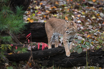 Bobcat (Lynx rufus) Stands on Logs Looking Left Autumn