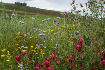 Flora of Sicily, colorful flossom of wild flowers, peas and French honeysuckle, pink sulla flowers on meadow in mountains, production of natural bio honey.