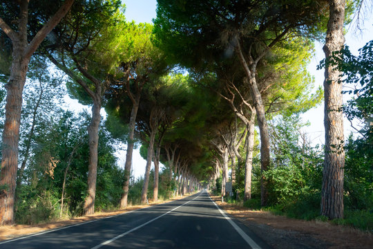 Scenic driving on new via Appia road S7 with high green  mediterranean pine trees connected Rome, Latina and Terracina