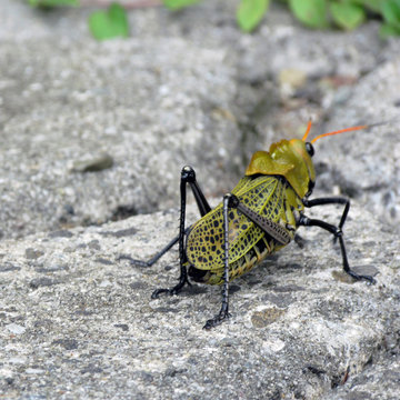 Green and black speckled grasshopper