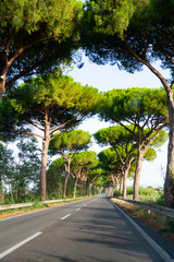 Scenic driving on new via Appia road S7 with high green  mediterranean pine trees connected Rome, Latina and Terracina