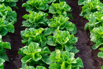 Farmers field with growing in rows green organic lettuce leaf vegetables