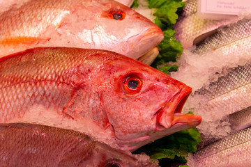 Fresh Redfish Red Perch in the market