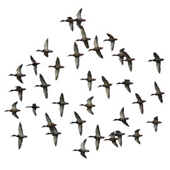 飛翔するカモの群れの切抜き画像