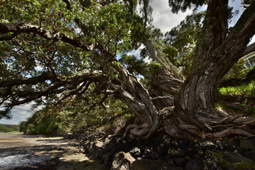The pohutukawa tree growing on the coast 