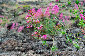 Flora of Mount Etna volcano, blossom of pink Centranthus ruber Valerian or Red valerian, popular...