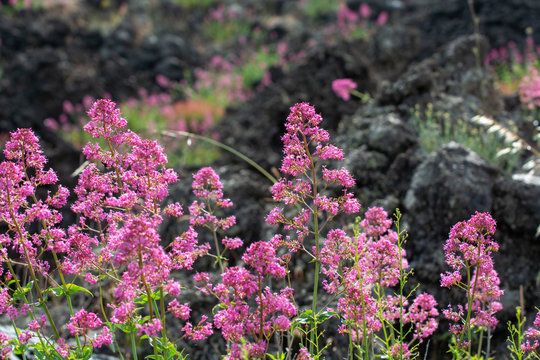 Flora of Mount Etna volcano, blossom of pink Centranthus ruber Valerian or Red valerian, popular garden plant with ornamental flowers.
