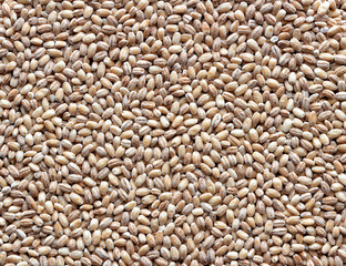 Texture of barley grain. Top view. Flat lay.