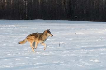 Grey Wolf (Canis lupus) Runs Right in Early Morning Light Winter