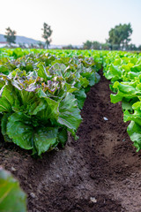 Farmers field with growing in rows green organic lettuce leaf vegetables