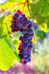 Grape plant on vineyard, growing red wine grapes in Italy