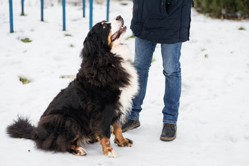 Fototapeta na wymiar Process of training bernese mountain dog in winter sunny day in the park. Concept of friendship, trust, and support. Playing and walking outdoors.