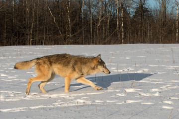 Fototapeta premium Grey Wolf (Canis lupus) Trots Right Through Field Winter