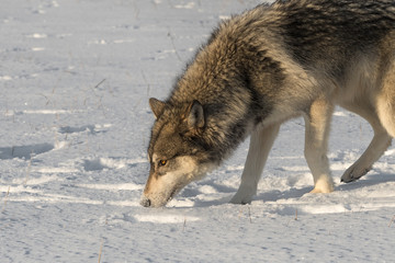 Grey Wolf (Canis lupus) Sniffs Left in Snow Winter