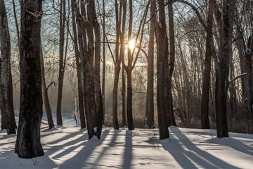 Yellow sun with bright rays makes its way in the winter forest