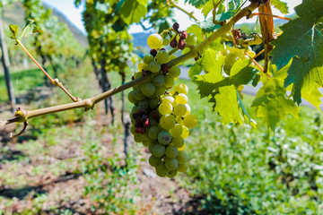 Vineyard with growing white wine grapes, riesling or chardonnay grapevines in summertime