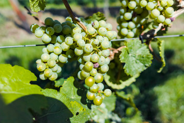 Vineyard with growing white wine grapes, riesling or chardonnay grapevines in summertime